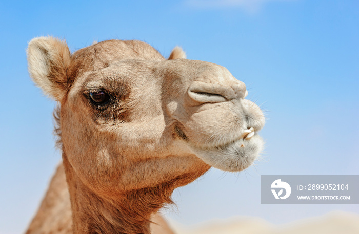 Mouth Close-up of Camel Head