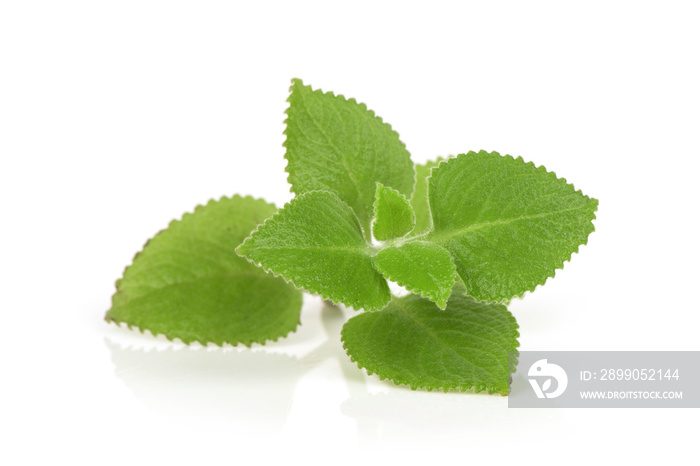 Indian borage, oregano or plectranthus amboinicus branch green leaves isolated on white surface.