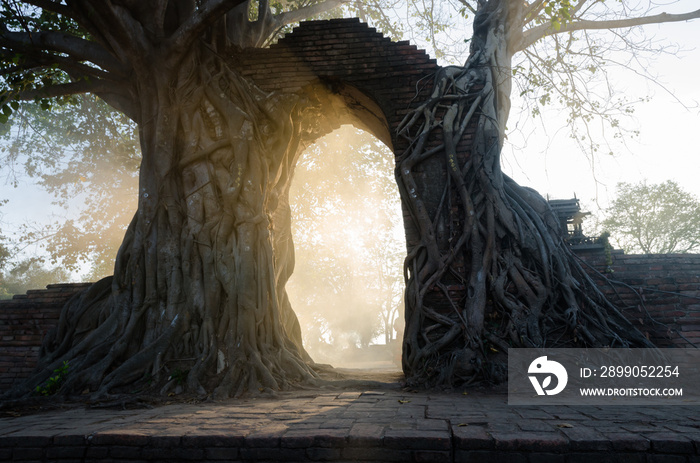 Ancient arch in tree root at Wat Phra Ngam, Ayutthaya