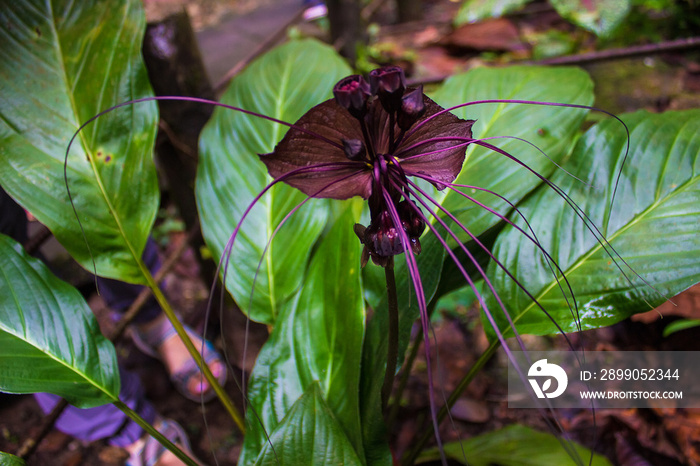 Closeup of Tacca flower in Penang Botanical Garden, Malaysia