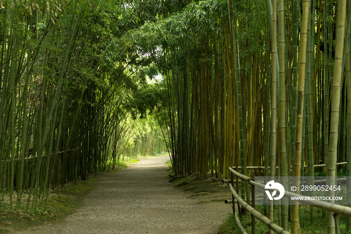 Green Bamboo Forest with an Arch at the End of the Trail