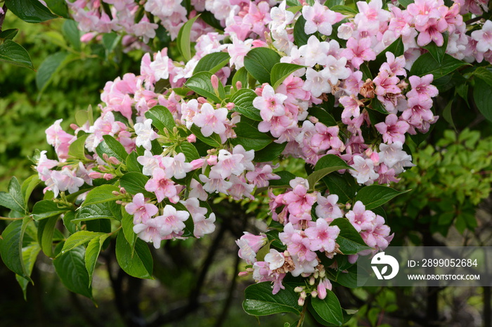 Japanese weigela blossoms / Weigela hortensis