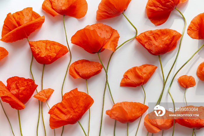 Creative composition made of red poppies close up on white background. Nature concept. Summer floral backdrop. Top view. Flat lay