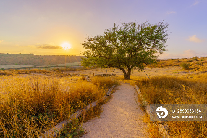 Sunrise view of the Lone Ghost Tree, in Tel Lachish