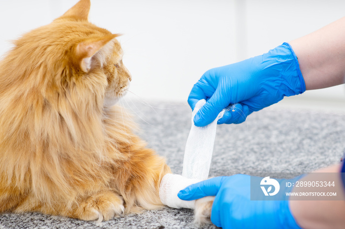 The veterinarian wraps the paw of the cat with a bandage in the clinic