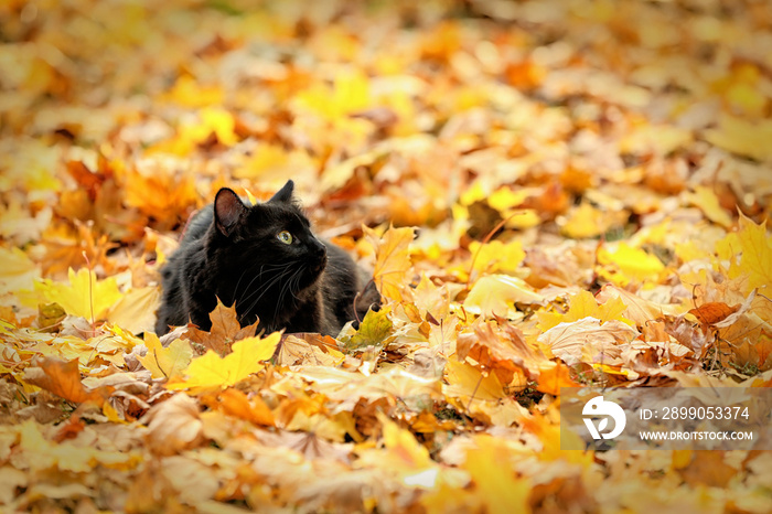 Cute black cat on leaves in autumn park