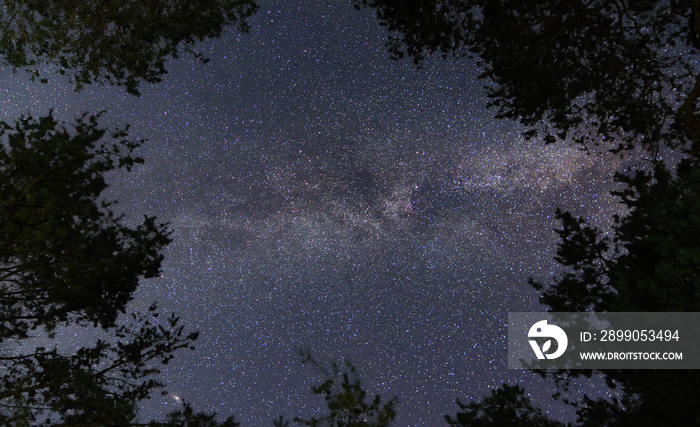 milky way above trees. look up stars