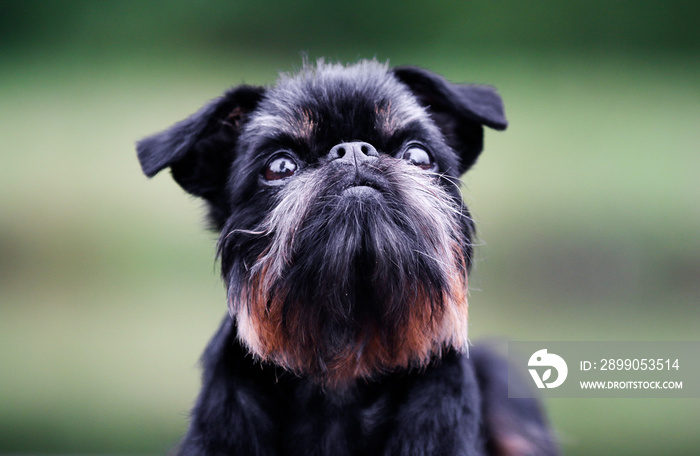 Summer portrait of black and tan dog breed brussels griffon outdoors with green background. Funny little home pet doggy with mustache. Belgian national popular breed smart and beautiful