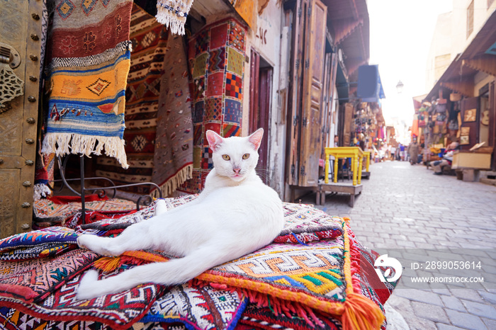 Cute white cat sitting on hte carpet at souvenir shop on Fez Medina street, Morocco.