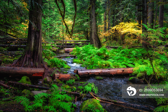 Oregon Forest and Stream, Willamette National Forest