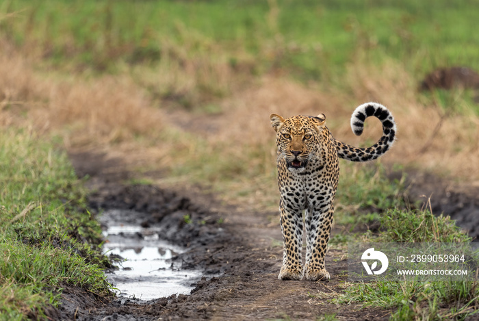 Leopard - Panthera pardus, beautiful iconic carnivore from African bushes, savannas and forests, Queen Elizabeth National Park, Uganda.