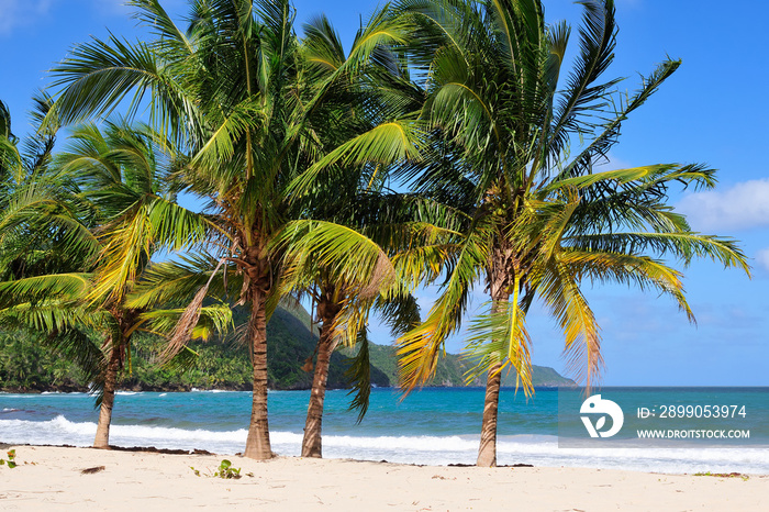 The view on the beautiful tropical Caribbean sea with green tree palm, close Rincon, Dominican Republic