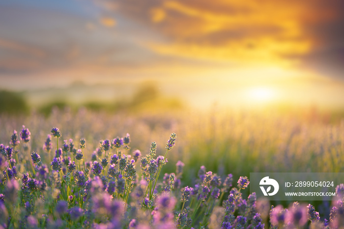 Lavender flowers blooming on sunset sky. Natural background.