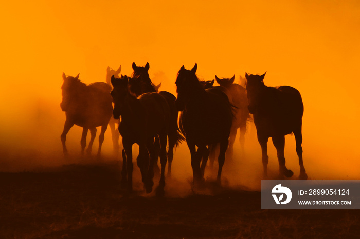 herd of horses running at sunset