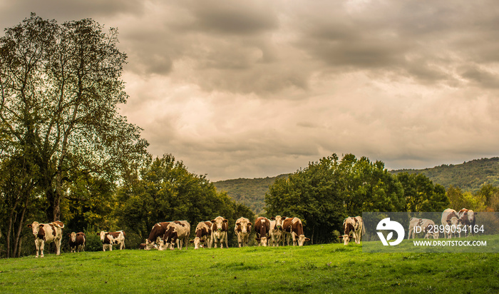 Troupeau de vaches montbéliardes à Rignat, France