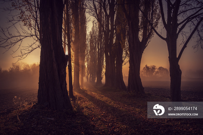 alley with trees and sunlight in the morning