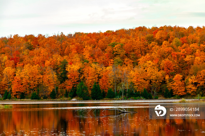 Gatineau Park forest in fall