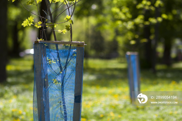 Beautiful view of row of young green saplings trees with blue plastic protective hedge on bright sunny day on blurred park, garden or orchard background. Environment recreation and protection concept.