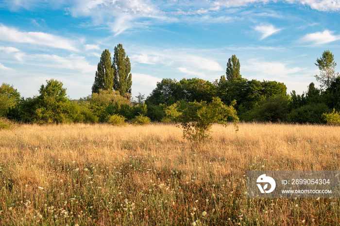 Landscape with trees in Germany in the summer, dry meadow caused by heat, global warming issue