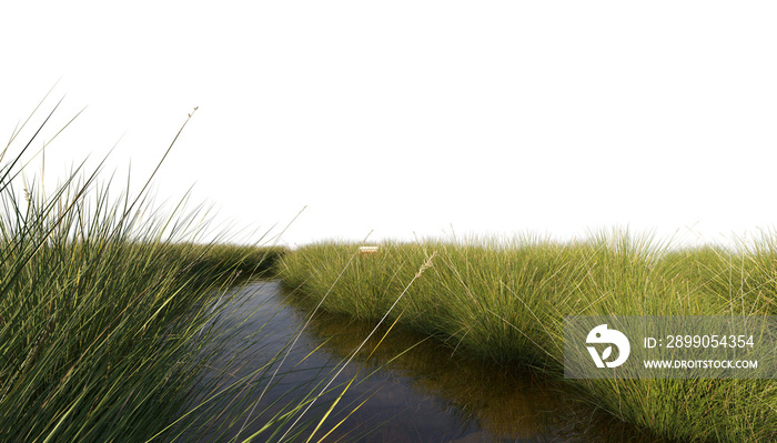 Tall grass along stream stream tall grass shrubs clipping path