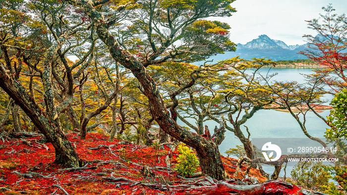 Magical austral forest in Tierra del Fuego National Park, Beagle Channel, Patagonia, Argentina, early Autumn