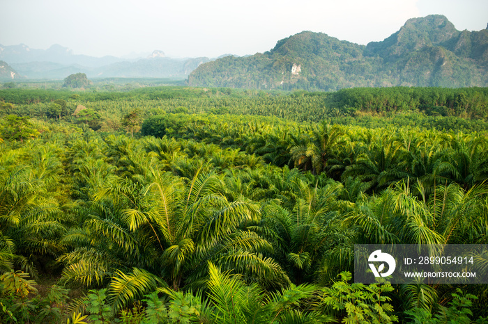 deforestation of the jungle and replacement by palm trees