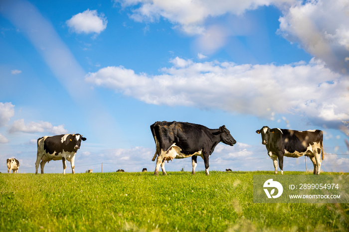 Troupeau de vache laitière en campagne au printemps.