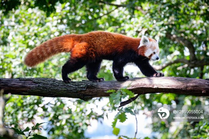 red panda on the tree