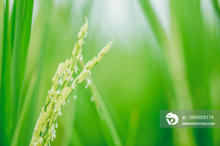 green rice plant closeup rice seed and jasmine white flower