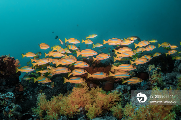 Underwater reef scene, colorful coral reef ecosystem with tropical fish and clear blue water, Indonesia diving