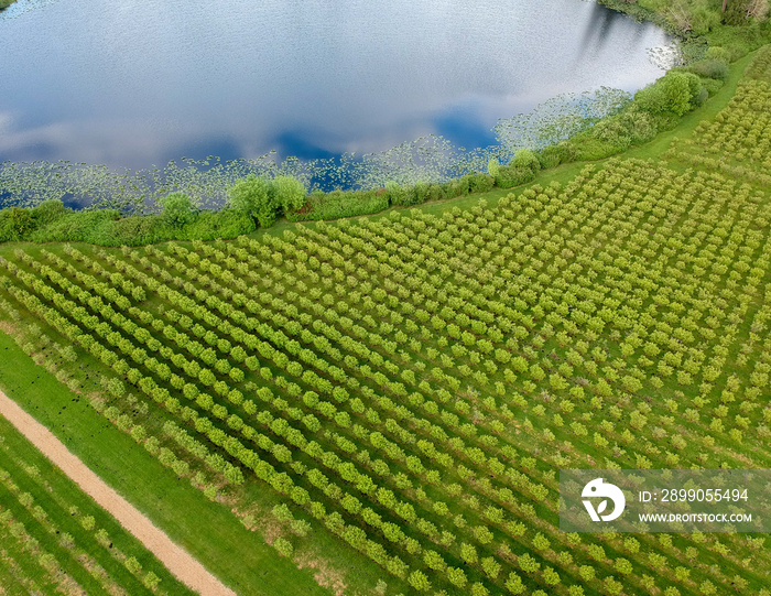 Wonderful aerial photography of Larsen Lake Blueberry Farm. Located in Bellevue Washington.