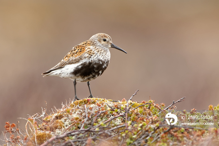 Dunlin - Calidris alpina small wader, sometimes separated with the other  stints  in Erolia