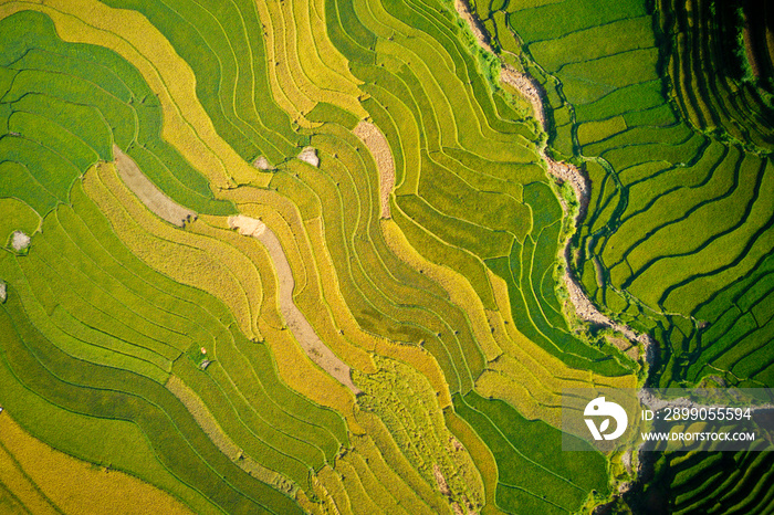 Nice ripen rice terraces viewed from a drone.