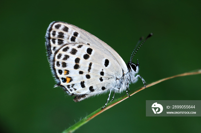 Lepidoptera insect on wild plants, North China