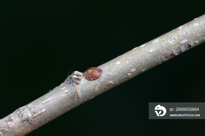 Scale insects on branches, North China