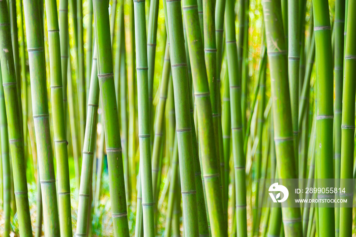 Bamboo features of green bamboo forest