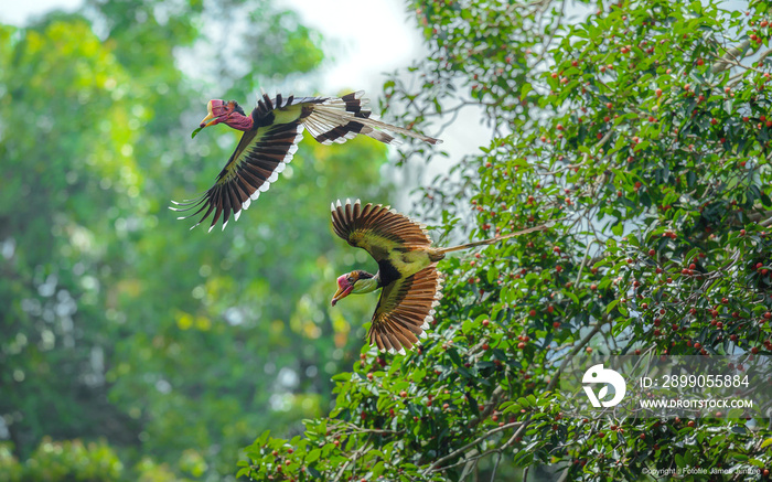 The helmeted hornbill(Rhinoplax vigil)