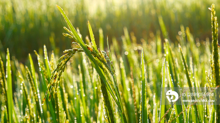 Rice Field Green agriculture ecosystem Asian rice paddy field Vietnam green farm. Harvest agriculture planting cultivation golden green rice terraces in organic farm with tropical natural sunrise.