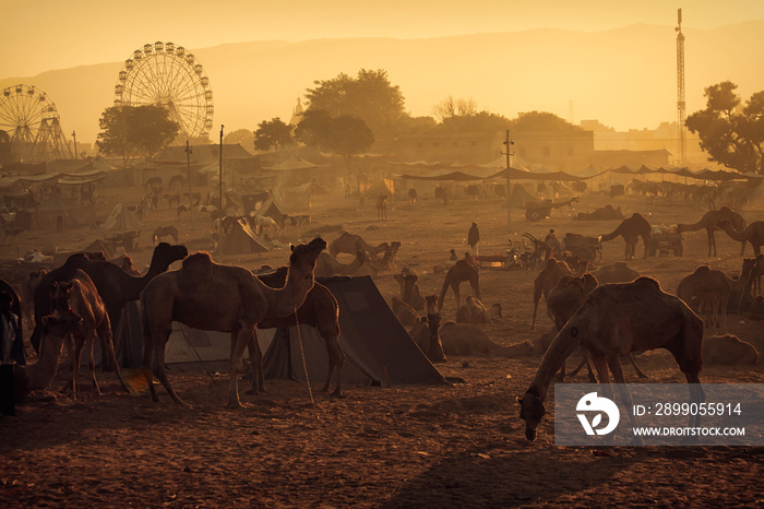 Camel herds at  Pushkar Mela (Pushkar Camel Fair)