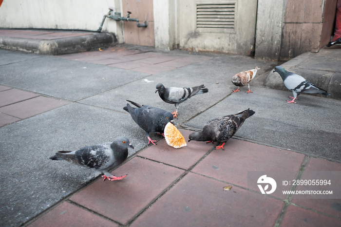 pigeons trying to eat paper waste