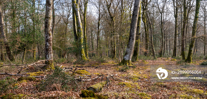 Woodland walk in the new forest in Hampshire England