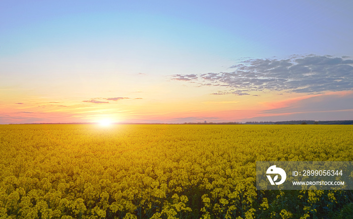 rape field on sunset