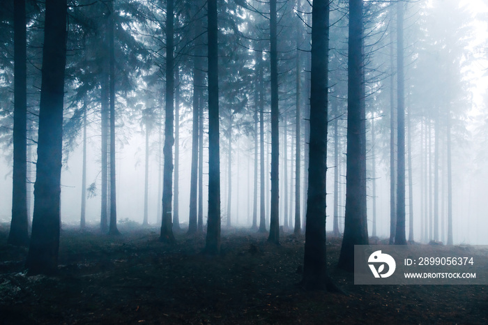 Moody forest in winter