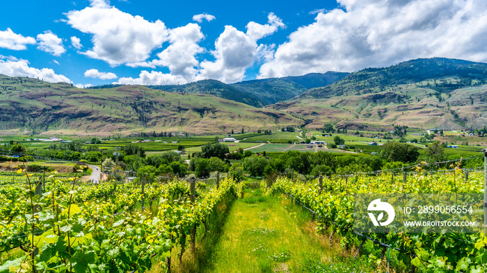 Rows on Vines in the Vineyards of Canada’s Wine Region in the Okanagen Valley between the towns of Oliver and Osoyoos, British Columbia, Canada