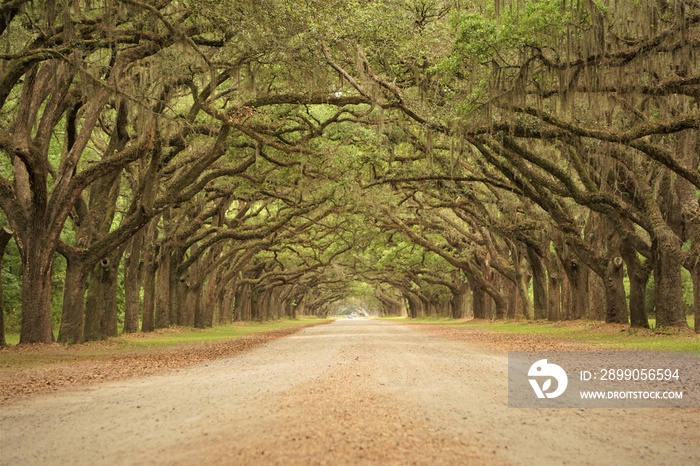 A long tunnel roadway leading through the property of Wormsloe is line with ancient LIVE OAK TREES cover with Spanish moss, Live Oak Avenue and Entrance Gate , Spring in Savannah, Georgia USA.