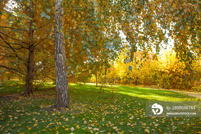 Autumn park, brightly lit by the sun. Yellow and orange trees, fallen yellow leaves and green lawn.