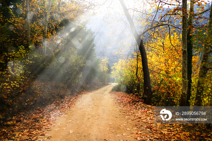 Landscape image of dirt countryside dirt road with colorful autumn leaves and trees in forest of Mersin, Turkey