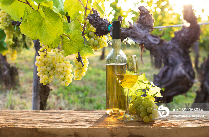 Ripe wine grapes on vines in Tuscany, Italy. Picturesque wine farm, vineyard. Sunset warm light