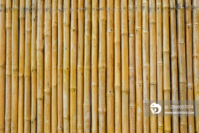 Bamboo Background