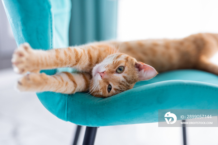 beautiful ginger cat stretching on a velvet blue chair